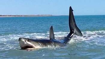En Baja California un tiburón