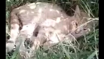 La felina fue hallada en