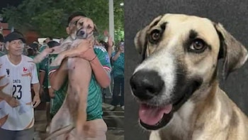 Perrita que estaba perdida en Tamaulipas es encontrada gracias a los festejos de la victoria de México en el Mundial