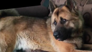 (Facebook/Patitas Alaobra)