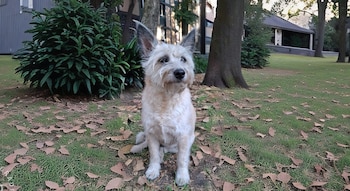 Diferentes manifestaciones físicas y cambios en el comportamiento pueden advertir deficiencias invisibles y la importancia de diversificar la nutrición en etapas clave de la vida canina