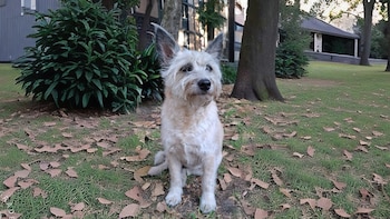 Cómo saber si tu perro sufre dolor de articulaciones antes de que sea tarde
