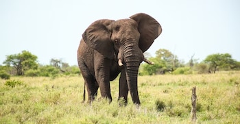 Un elefante africano grande con orejas desplegadas de pie en un terreno con hierba y árboles de fondo