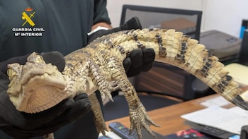 Dos personas investigadas por soltar