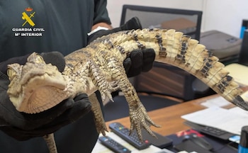 El caimán que ha sido