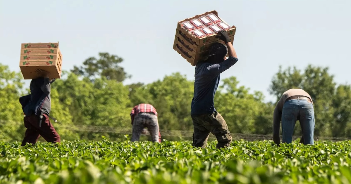 Calor extremo en Florida: aumenta el riesgo de intoxicación por pesticidas para los trabajadores agrícolas