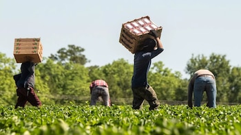 Calor extremo en Florida: aumenta el riesgo de intoxicación por pesticidas para los trabajadores agrícolas