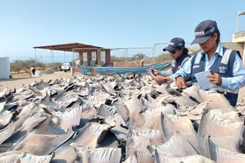 Las aletas de tiburón son