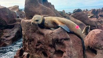 Profepa logra rescatar a cinco