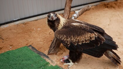 El vuelo de Stan, el águila que no se rinde en su lucha por volver a los cielos luego de un trasplante de plumas fallido