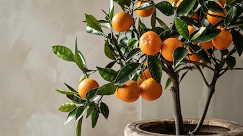 FRUTALES DECO