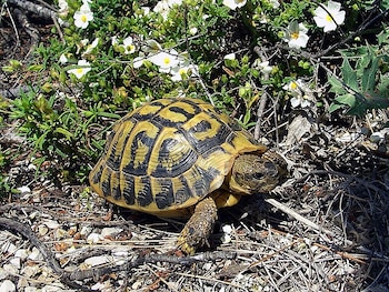 Las tortugas Hermann de la la isla de Golem Grad, en Macedonia del Norte, se enfrentan a la extinción. (Orchi/Wikimedia Commons)