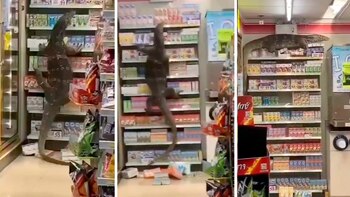 Un lagarto gigante trepó por