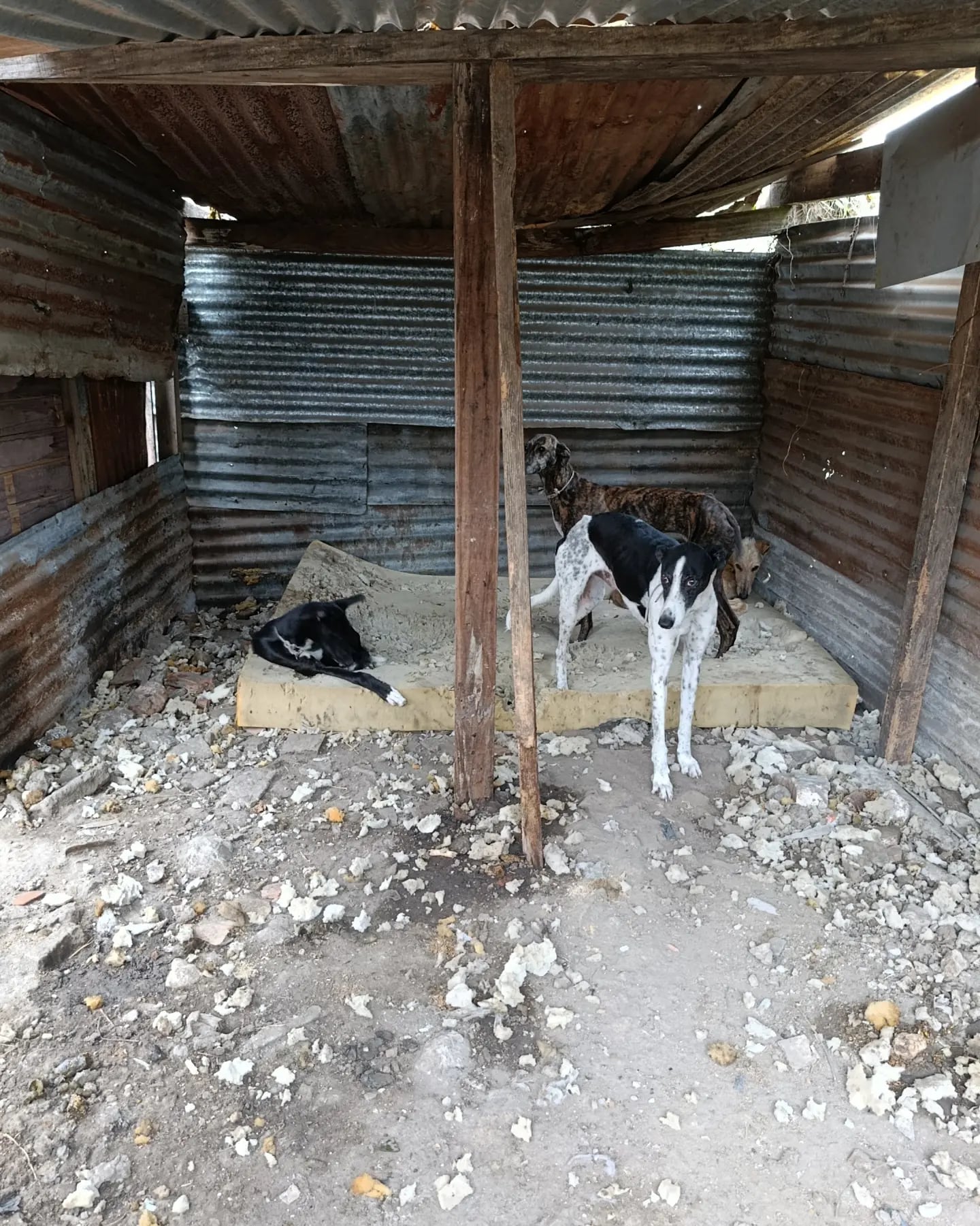 La Investigación Penal Preparatoria avanzó con intervención de la UFI N° 17 tras una denuncia por animales encerrados en una jaula