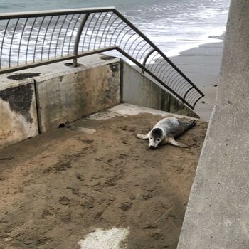 Cuando fue rescatada se encontraba
