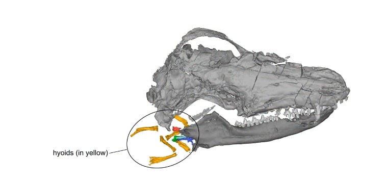 Los dientes curvados hacia atrás de Megacauda sungei estaban adaptados para sujetar presas, posiblemente peces pequeños y salamandras. (April Neander, The University of Chicago)