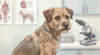 Dibujo de perro mestizo de pelo castaño en consulta veterinaria. Muestra gusano barrenador y una curita en el lomo, con equipo médico borroso de fondo.