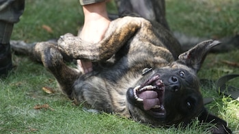 Perros Polonia - 2024