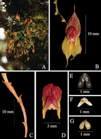 Lepanthes oro-lojaensis (Foto: F. Tobar).