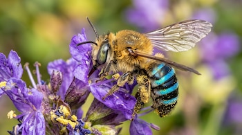 Abeja con tórax marrón, abdomen con franjas azules y polen en las patas, posada sobre una flor de color púrpura.