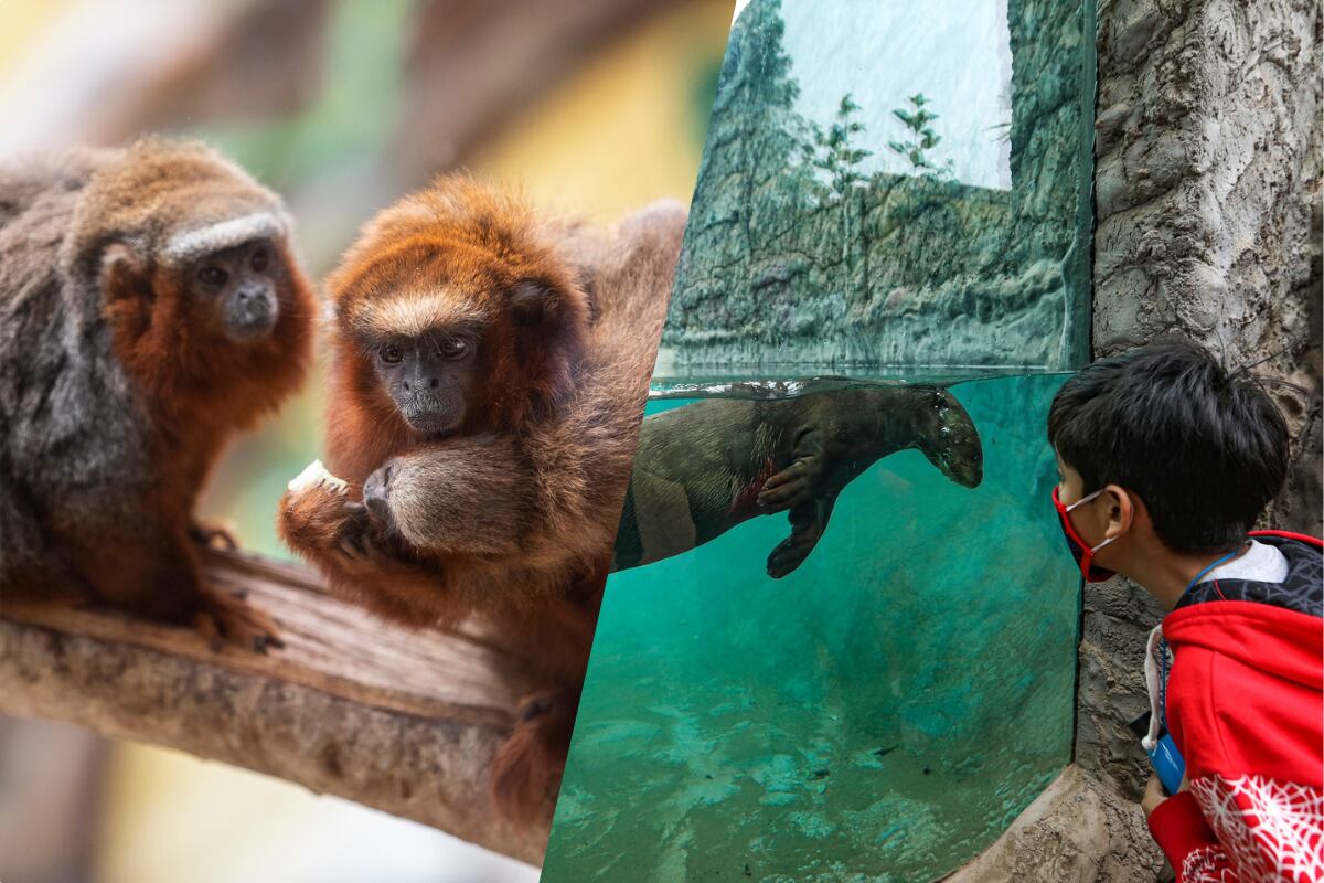 ¡Vive la Semana Santa en el parque más grande de Lima! Revisa precio de entradas, horarios, ubicación y más.