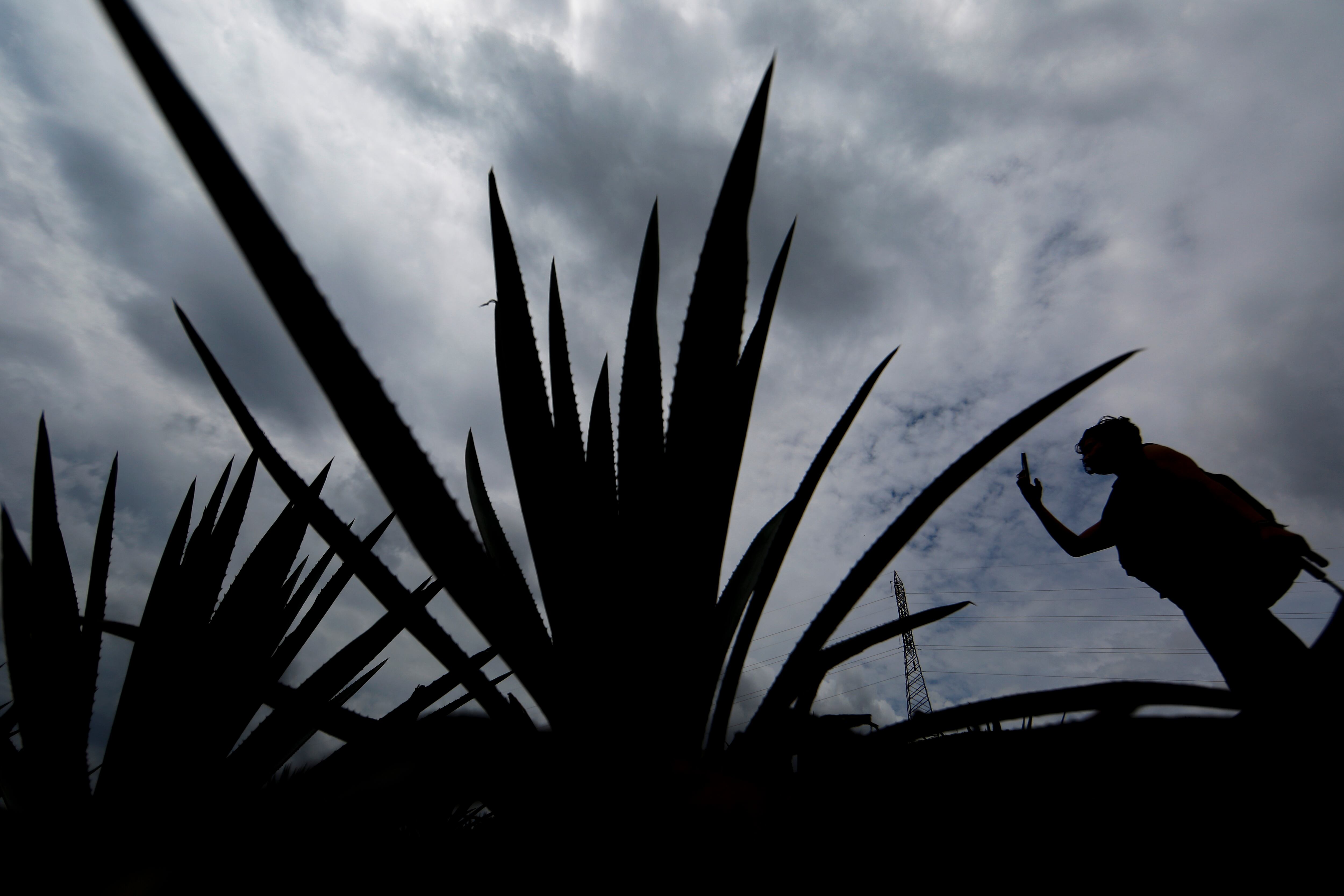 Agaveros señalan que el uso disminuido de agave por litro de tequila afecta los estándares de calidad tradicionales de esta bebida mexicana. (EFE/Francisco Guasco)