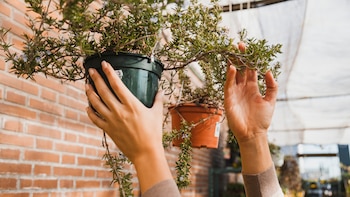 Cómo revivir tus plantas quemadas por el calor, esto es lo que tienes que hacer según los expertos