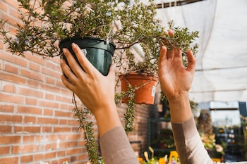 Plantas colgadas en un balcón. Freepik