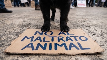 Patas de un perro negro apoyadas sobre un cartel de cartón en el suelo con el texto 'NO AL MALTRATO ANIMAL' en letras azules.
