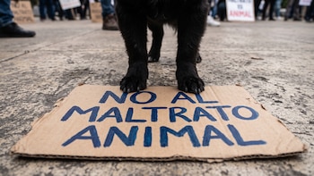 Falso veterinario usó varsol y cianuro para aplicarle una supuesta eutanasia a un perro y después lo enterró vivo