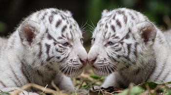 Primer plano de dos cachorros de tigre blanco enfrentados con los hocicos juntos sobre hojas y tierra.