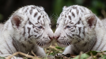 Nacen dos tigres blancos por inseminación artificial en África BioZoo de Veracruz, reciben cuidados para sobrevivir