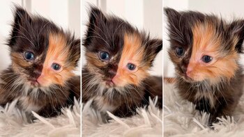 La historia de Apricot, el