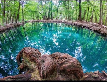 Un cuerpo de agua color turquesa rodeado de árboles con follaje verde, reflejos en el agua y raíces grandes en primer plano