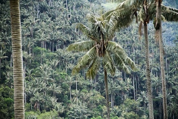 Colombia declara el Santuario de Flora Palmares de Tochecito, el núcleo más importante para la conservación de la palma de cera