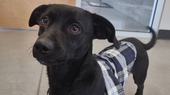 El perro fue descrito como