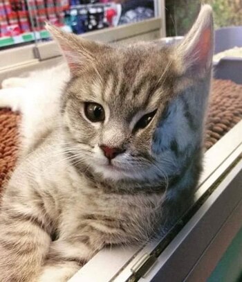 Tras un hilo que invitaba a publicar "Gatos en vidrios" una serie de imágenes de sumaron a la publicación (Foto: Twitter@9000x)