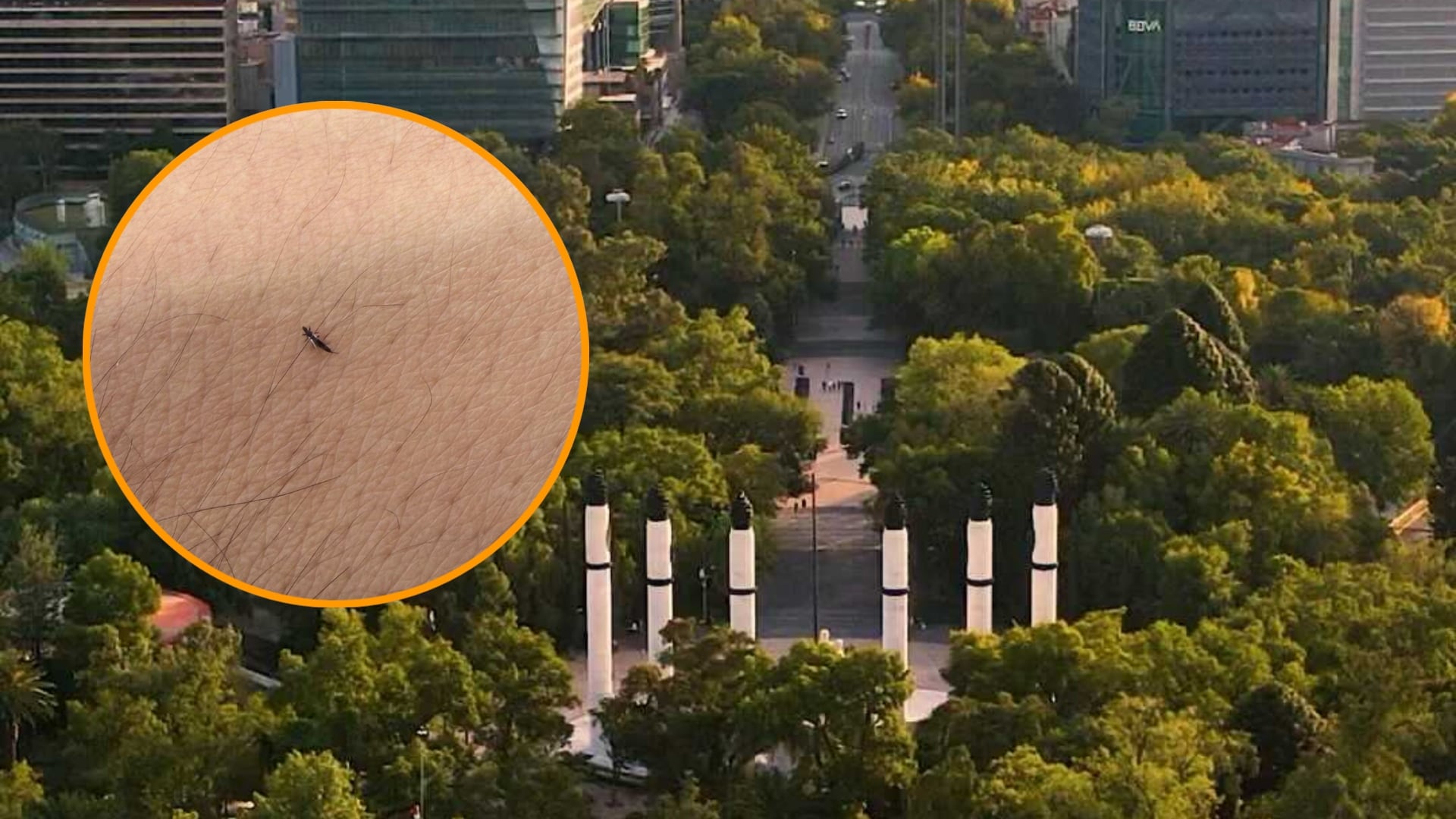 Un insecto trip aparece sobre la piel humana junto a una vista aérea del Bosque de Chapultepec en la Ciudad de México. (Instagram / X)