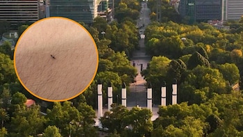 ¿Qué son los trips y cuánto debes preocuparte por los pequeños insectos que invaden la CDMX?