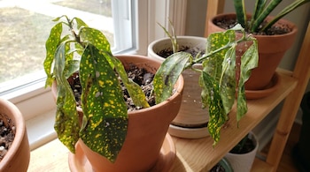Planta de interior en maceta de barro con hojas verdes y amarillas, infestadas de pulgones, cochinillas blancas y telarañas, cerca de una ventana soleada.