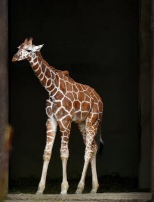 La jirafa nació con un peso cercano a los 65 kilos y hasta este mes de marzo de 2026 supera los 130, indicó Sedema CDMX. Foto: X/@SEDEMA_CDMX.