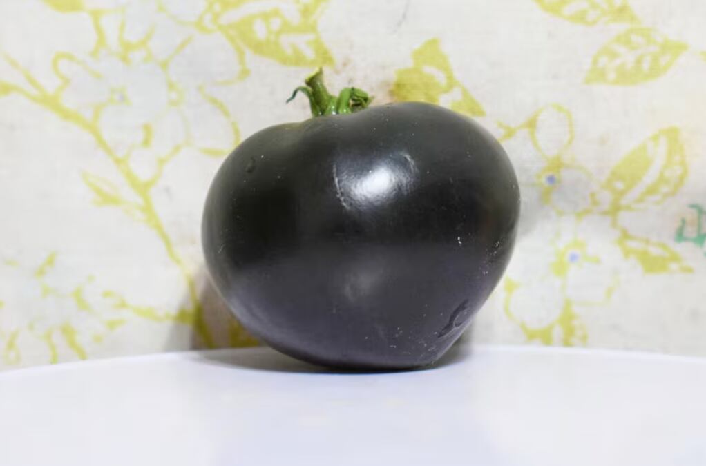 El tomate Black Beauty impresiona por su piel oscura y su pulpa carnosa, aportando antioxidantes y un sabor profundo a cualquier plato (AP)