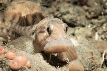 Esta extraña criatura tiene un