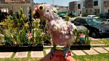 Pedro tuvo un proceso largo