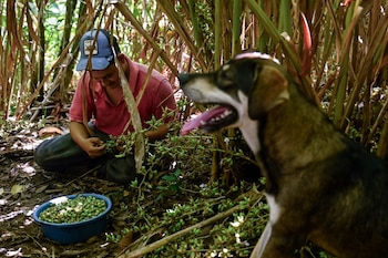 Cardamomo, la especia aromática de Honduras que puede cautivar el olfato internacional