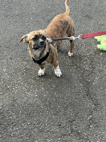 Los vecinos de East Haven