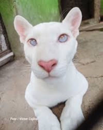 El animal, que nació en julio de 2023, ha puesto a Nicaragua en el centro de la conversación internacional sobre conservación, despertando admiración, inquietud y un renovado interés por conocer el futuro de esta felina única.