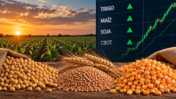 Granos de soja, trigo y maíz (de izquierda a derecha), precios en alza en la pizarra del Mercado de Chicago, y de fondo atardecer con un campo de maíz sembrado