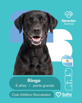 Perros adopción salta