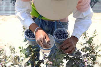 Un empleado recoge arándanos en